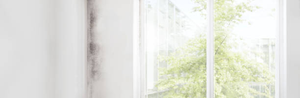 Best Mold Remediation for Healthcare Facilities  in Rupert, WV