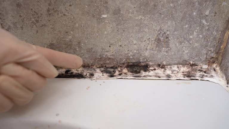 Mold Removal for HVAC Installations in Rupert, WV